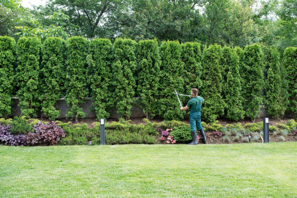 Tree and Shrub Care in Noyack, NY