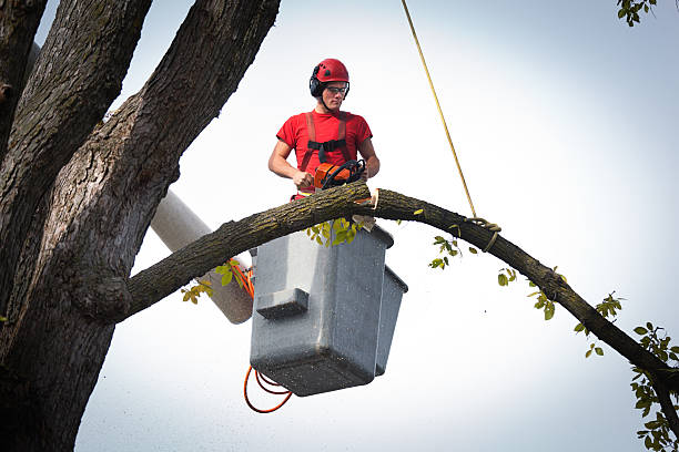 Best Hedge Trimming  in Noyack, NY